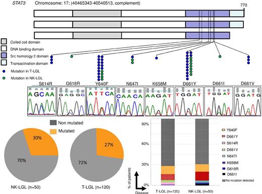 Figure 1. Distribution of STAT3 mutations throughout gene domains and patient cohort. (A) STAT3 mutations (blue dots represent mutations in T-LGL; green dots, in CLPD-NKs) found in the SH2 domain, necessary for receptor association and tyrosine phosphodimer formation. The major domains of STAT3 are shown: coiled-coil domain, DNA-binding domain, SH2 domain, and transactivation domain. Lower panel: Corresponding representative Sanger sequence for each mutation found. (B) Percentage of patients with STAT3 mutations. Lesions were observed in 15 of 50 CLPD-NKs and 33 of 120 T-LGL patients when using Sanger and AS-PCR (7 cases not detected by Sanger). (C) Histograms showing the percentage of cases corresponding to each mutation. D661Y and Y640F accounted for ∼ 80% of all mutations found.