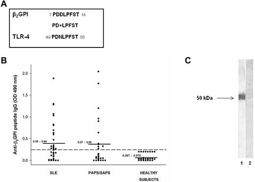 Figure 1. Molecular and immunologic characterization of the β2GPI peptide. (A) Sequence homology between β2GPI peptide and TLR4 (+ indicates conservative substitutions). (B) Immunoreactivity against β2GPI peptide in patients with SLE, primary APS (PAPS), and APS secondary to SLE (SAPS) and in sex- and age-matched healthy subjects. The broken line represents the cutoff (mean + 2 SDs for healthy subjects) and the mean OD values for each group analyzed are indicated. Results are expressed as absorbance at 490 nm. (C) The reactivity of human purified anti-β2GPI peptide and anti-BSA Abs with β2GPI was analyzed by Western blot. Human blood–purified β2GPI was probed with human purified anti-β2GPI peptide (lane 1) and anti-BSA IgG (lane 2), followed by HRP-linked goat anti–human IgG Abs. 3,3′-diaminobenzidine dihydrochloride was used as a substrate.