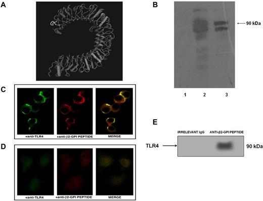 Figure 3. Anti-β2GPI peptide Abs bind human TLR4. (A) Crystal structure of TLR4. The sequence of the PDDLPFST peptide is highlighted (white). (B) Immunoreactivity of anti-β2GPI peptide Abs to TLR4 was analyzed by Western blot. Cell lysates from HEK293T4 cells were probed with human purified anti-BSA IgG (lane 1), rabbit anti–human TLR4 Abs (lane 2), and human purified anti-β2GPI peptide IgG (lane 3), followed by HRP-linked goat anti–human or anti–rabbit IgG Abs. Immunoreactivity was assessed by ECL. (C) Fluorescent confocal microscopy images showing a coimmunolocalization of TLR4 (green) and β2GPI peptide (red) on the HEK293T4 cell surface using monoclonal anti-TLR4–FITC conjugated and human purified anti-β2GPI peptide Abs (0.1 μg/μL), followed by Texas Red–conjugated anti–human IgG Abs. Merged image (overlay) depicts areas of overlap in yellow. (D) Fluorescent confocal microscopy images of untransfected HEK293 cells as a negative control. (E) HEK293T4 cells were immunoprecipitated with human anti-β2GPI peptide Abs. The immunoprecipitates were analyzed by Western blotting using polyclonal anti-TLR4 Abs. Bound Abs were visualized with HRP-conjugated anti–rabbit IgG and immunoreactivity was assessed by ECL. Virtually, no reactivity was found with immunoprecipitates obtained using control irrelevant IgG.