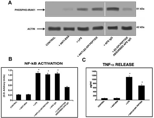 Figure 5. Anti-β2GPI peptide Abs activate monocytes. (A) IRAK phosphorylation was evaluated by Western blot. Monocytes were treated for 45 minutes with human purified endotoxin-free anti-β2GPI peptide and, as controls, with anti-BSA Abs (100 μg/mL); with E coli LPS (100 ng/mL); with purified IgG from an APS patient positive for the β2GPI peptide (200 μg/mL); or with APS IgG (200 μg/mL) preabsorbed with β2GPI peptide. Whole-cell lysates were probed with anti–phospho-IRAK1 and anti–α-actin polyclonal Abs as a loading control. Bound Abs were visualized with HRP-linked goat anti–rabbit IgG and immunoreactivity was assayed by ECL. (B) NF-κB activation was analyzed by treating monocytes for 45 minutes with human purified endotoxin-free anti-β2GPI peptide and, as controls, with anti-BSA Abs (100 μg/mL); with E coli LPS (100 ng/mL); with APS IgG (200 μg/mL); or with APS IgG (200 μg/mL) preabsorbed with β2GPI peptide. Equal amounts of whole-cell lysates were used to determine the levels of the activated p65 subunit using Abs directed against the subunit bound to the oligonucleotide containing the NF-κB consensus-binding site. Values are the means ± SDs of 3 different experiments. Statistical analysis was performed by the Student paired t test (P < .001). * indicate versus control. (C) Release of TNF-α was analyzed using a commercially available ELISA kit. Cells were stimulated for 48 hours with human purified endotoxin-free anti-BSA and anti-β2GPI peptide Abs (100 μg/mL) and E coli LPS (100 ng/mL) and, after the treatment, supernatants were collected and analyzed. Values are the means ± SDs of 3 different experiments. Statistical analysis was performed by the Student paired t test (P < .001). * indicates versus control.