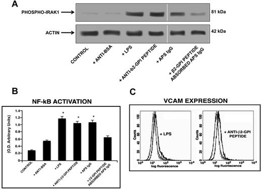 Figure 6. Anti-β2GPI peptide Abs activate endothelial cells. (A) IRAK phosphorylation was evaluated by Western blot analysis. Endothelial cells were incubated for 45 minutes with human purified endotoxin-free anti-β2GPI peptide and, as controls, with anti-BSA Abs (100 μg/mL); E coli LPS (100 ng/mL); with purified IgG from an APS patient positive for the β2GPI peptide (200 μg/mL); or with APS IgG (200 μg/mL) preabsorbed with β2GPI peptide. (B) NF-κB activation was analyzed by treating endothelial cells for 45 minutes with human purified endotoxin-free anti-β2GPI peptide and, as controls, with anti-BSA Abs (100 μg/mL); E coli LPS (100 ng/mL); APS IgG (200 μg/mL); or with APS IgG (200 μg/mL) preabsorbed with β2GPI peptide. Values are the means ± SDs of 3 different experiments. Statistical analysis was performed by Student paired t test (P < .001). * indicates versus control. (C) VCAM expression on the cell surface was evaluated by flow cytometric analysis. Representative flow cytometry histogram plots show the fluorescence intensity of FITC-conjugated anti-VCAM mAbs after treatment of HUVECs with E coli LPS or endotoxin-free human purified anti-β2GPI peptide Abs. Isotype control staining is represented by the dotted line; anti-VCAM-labeled cells are represented by the gray (untreated cells) and the black (treated cells) lines. Statistical differences between the peaks of cells were evaluated by the Kolmogorov-Smirnov test. D/s(n) ratio > 15 for treated versus untreated cells.