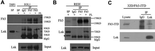 Figure 1. Interactions of Lnk with FLT3-WT/ITD in hematopoetic cells. EOL-1 (A) or REH (B) cells were serum-starved for 16 hours (−) and treated with FL for 15 minutes (+). Cell lysates were subjected to pull-down by either anti-FLT3 Ab or normal rabbit Ig, and the precipitates were subjected to Western blotting analysis using Lnk Abs. Asterisk indicates the nonspecific bands and the heavy chain of Ig. Supernatant (SP) after immunoprecipitation from EOL-1, THP-1, and REH cells was included to show the position of endogenous Lnk. (C) 32D/FLT3-ITD cells were transfected with V5-tagged-Lnk. Lysates were precipitated with anti-V5 Ab, and the precipitates were subjected to Western blotting analysis using either FLT3 or V5 Abs.
