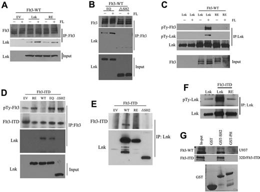 Figure 2. Lnk binds to FLT3-WT and FLT3-ITD through the SH2 domain. 293T cells were co-transfected with FLT3-WT/ FLT3-ITD and either empty vector (EV) or various V5-tagged Lnk constructs. Cells were serum starved for 16 hours (−) and treated with FL for 15 minutes (+, when indicated). Lysates were precipitated with either anti-FLT3 (A,B,D) or anti-V5 Abs (C,E,F), and the precipitates were subjected to Western blotting analysis using the indicated Abs. (G) Lysates from either U937 or 32D/FLT3-ITD cells were incubated with GST, GST-Lnk-SH2 (GST-SH2), or GST-Lnk-PH (GST-PH) fusion proteins. After pull-down, protein complexes were analyzed by Western blotting with FLT3 Ab. Equal loading of the GST fusion protein was shown by Coomassie staining of the gel (bottom).