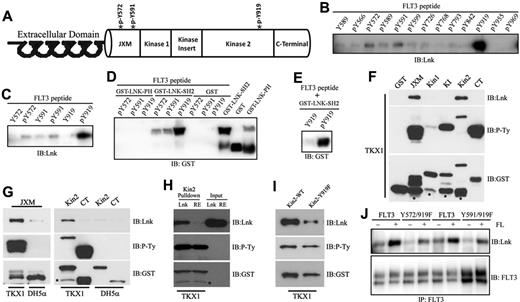 Figure 3. Tyr572, Tyr591, and Tyr919 residues of FLT3 were responsible for phosphorylation-dependent binding to Lnk. (A) Diagram of the structure and localization of indicated tyrosines of FLT3 protein. (B) Beads with indicated immobilized peptides were incubated with cell lysates from Lnk-transfected COS-1 cells. After washing, the bound proteins were processed for Western blotting using anti-V5 Ab. (C) Immobilized phosphopeptides and their corresponding nonphosphorylated peptides were used to pull-down Lnk proteins and then were processed as above. (D-E) Immobilized phosphorylated and nonphosphorylated peptides, as above, were used to pull-down recombinant GST-fusion Lnk-domains, which were then processed for Western blotting using an anti-GST Ab. (F-G) Expression and phosphorylation of GST-fusion proteins of various domains of FLT3 in TKX1 E coli cells and the GST-fusion proteins were subsequently used to pull-down of cellular lysates from 293T cells overexpressing Lnk. GST indicates the GST control protein without fusion. DH5α indicates nonphosphorylated GST-fusion proteins expressed in DH5α E coli cells. (H) Pull-down of cellular lysates from 293T cells overexpressing either Lnk or the RE mutant with GST-FLT3-Kin2 proteins expressed and phosphorylated from TKX1 E coli cells. Input indicates that equal amounts of Lnk and RE mutant were used. (I) Pull-down of cellular lysates from 293T cells overexpressing Lnk with either wild-type or Y919F-mutated GST-FLT3-Kin2 proteins expressed and phosphorylated from TKX1 E coli cells. After pull-down, beads containing protein complex were processed for Western blotting using the indicated Abs: anti-phosphotyrosine (P-Ty), anti-GST, and anti-V5. Asterisk indicates nonspecific products. (J) COS-1 cells were cotransfected with Lnk and the FLT3-WT, FLT3-Y572/Y919F, or FLT3-Y591F/Y919F expression vectors. Cells were serum starved and stimulated with FL for 5 minutes. Lysates were immunoprecipitated with anti-FLT3 Abs and analyzed by Western blotting.