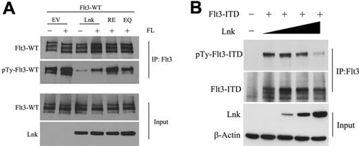 Figure 4. Lnk attenuates phosphorylation of FLT3-WT/ITD. (A) 293T cells were cotransfected with various V5-tagged-Lnk constructs and FLT3. Cells were serum starved for 16 hours (−) and treated with FL for 15 minutes (+). (B) 293T cells were cotransfected with different amount of V5-tagged-Lnk and stable amount of FLT3-ITD and serum starved for 16 hours. Cellular lysates were prepared and precipitated with anti-FLT3 Ab, and both the supernatants and precipitates were subjected to Western blotting analysis using the indicated Abs.