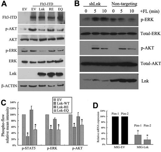 Figure 5. Forced expression of Lnk inhibits FLT3-ITD–induced downstream signaling. (A) 293T cells were cotransfected with the indicated cDNAs for 32 hours and serum starved for 16 hours. Phosphorylation of ERK and AKT, as well as total ERK, AKT, and β-actin, were detected by Western blotting. (B) REH cells were transduced with lentiviral particles encoding either scramble shRNA (nontargeting) or shRNA against Lnk (shLnk) and selected for 2 weeks with puromycin. Stable cells were serum starved overnight and stimulated with FL for 5 or 10 minutes, and then subjected to Western blotting using the indicated Abs. (C) 32D/FLT3-ITD cells were transfected for 32 hours with various Lnk constructs coexpressing GFP (a sorting marker) and serum starved for 16 hours. After fixation and permeabilization, cells were analyzed for GFP expression and phosphorylation of STAT5, AKT, or ERK using flow cytometry. The mean intensities of each phosphorylated molecule are shown. (D) 32D/FLT3-ITD cells were transfected with either MIG empty vector (MIG-EV) or MIG-Lnk for 48 hours and serum starved for 16 hours. GFP+ cells were purified using flow cytometry and subjected to real-time PCR analysis for Pim1 and Pim2 mRNA expression. Data represent the means ± SD of 2 independent experiments.