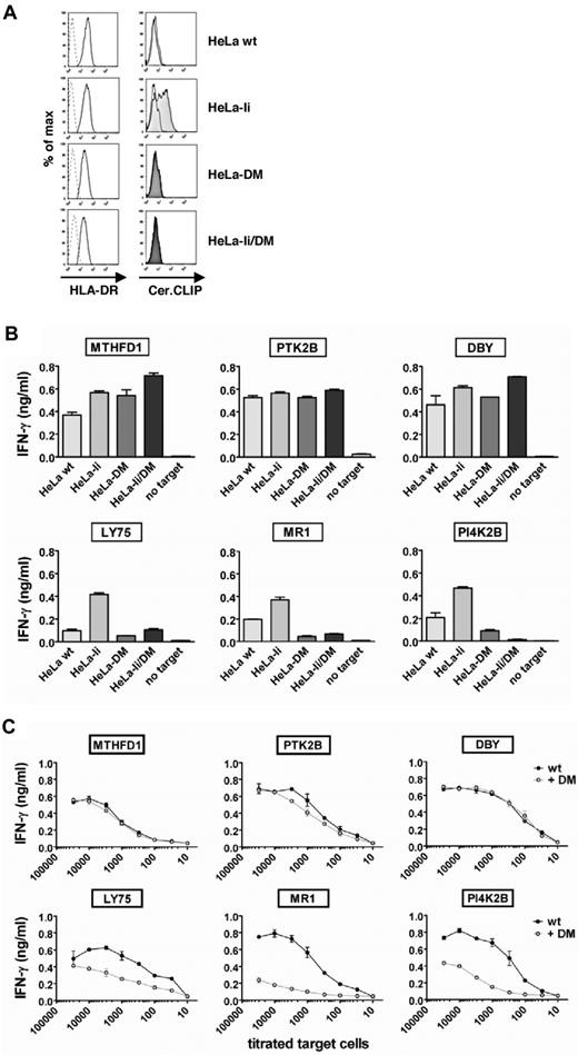 Figure 1. Natural HLA class II epitopes can be divided in HLA-DM–sensitive and –resistant antigens. The cervix carcinoma HeLa cell line was retrovirally transduced with the invariant chain (Ii), HLA-DM, or a combination of both. (A) Indicated is the HLA-DR (left) and class II–associated invariant chain peptide (CLIP; right) surface expression as measured by flow cytometry. (B) All HeLa variants were cotransduced with the appropriate HLA class II restriction molecules, and specific release of IFN-γ by the CD4+ T-cell clones after exogenous loading with recombinant proteins was measured in ELISA. Antigens in the upper row display a DM-resistant phenotype as defined by retained antigen presentation on expression of HLA-DM, whereas DM-sensitive antigens with impaired presentation in the presence of HLA-DM (DM-sensitive) are depicted in the lower part. Mean ± SD release of IFN-γ in duplicate wells is shown. (C) HLA-DM was retrovirally transduced into EBV-transformed B-cell lines (EBV-LCL) from patient MRJ, and tested for T-cell recognition in IFN-γ ELISA. CD4+ T-cell clones specific for PI4K2B, MR1, PTK2B, LY75, and MTHFD1 were isolated from patient MRJ and selected on the basis of recognition of patient-derived EBV-LCL. HLA-DM was also introduced into the HLA-DQB1*0502–positive Raji cell line derived from a male patient with Burkitt lymphoma to measure T-cell recognition of endogenous DBY antigen. Solid squares and open circles indicate T-cell recognition of the endogenous antigens as expressed in the wild-type and HLA-DM transduced EBV-LCL, respectively. Numbers of titrated target cells are depicted on the x-axis. Mean ± SD release of IFN-γ in duplicate wells is shown.