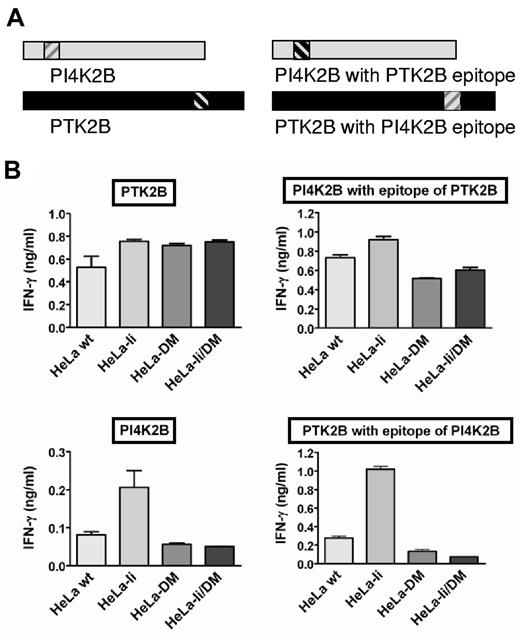 Figure 2. DM sensitivity is determined by the T-cell epitope. (A) Schematic overview of wild-type proteins PI4K2B and PTK2B (left) and proteins with exchanged T-cell epitopes (right). T-cell epitopes are indicated by the hatched areas. (B) T-cell recognition in IFN-γ ELISA is shown for the 2 wild-type PI4K2B and PTK2B antigens (left) and proteins with exchanged T-cell epitopes (right) after retroviral transduction into HeLa variants cotransduced with DRB3*0101/DRA*0102 (top) and DQB1*0603/DQA*0103 (bottom), respectively. Mean ± SD release of IFN-γ of duplicate wells on coincubation with the specific CD4+ T-cell clones is shown.