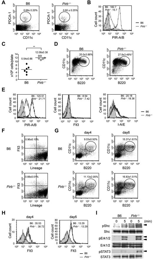 Figure 1. PIR-B represses the development of Flt3-L–induced PDCs. (A) Splenocytes isolated from 8-week-old mice are stained with anti–PDCA-1 and CD11c. The percentages of PDCA-1+CD11c+ PDCs (circled). Data are mean ± SEM (n = 4 mice per group). (B) Flow cytometric analysis of PIR-A/B expression on B6 and Pirb−/− splenic PDCs. Black line indicates B6 PDCs; and gray line, Pirb−/− PDCs. Occupied gray area represents isotype control. Mean fluorescent intensities of PIR-A/B expression. (C) BM cells from B6 and Pirb−/− mice are incubated with Flt3-L (150 ng/mL) for 8 days. The total cell numbers of BM cells. ● represents B6 BM cells; and ○, Pirb−/− BM cells. Data are mean ± SEM (n = 6 mice per group). (D) The percentages of Flt3-L–induced PDCs (circled). Data are mean ± SEM (n = 3 mice per group). (E) Flow cytometric analysis of PIR-A/B, Flt3, and I-A/E expression on B6 and Pirb−/− Flt3-L–induced PDCs. Mean fluorescent intensities. (F) The progenitor fraction of PDCs (Flt3+lineage−) in B6 and Pirb−/− BM cells. Data are mean ± SEM (n = 3 mice per group). (G) The percentages of B220+CD11c+ BM cells at 4 and 6 days after Flt3-L administration (circled). Data are mean ± SEM (n = 3 mice per group). (H) Flow cytometric analysis of Flt3 expression on day 4 and 6 B220+CD11c+ BM cells. Mean fluorescent intensities. (I) B220+CD11c+ BM cells at 6 days after Flt3-L administration were cultured in Flt3-L–free conditions for 3 hours to reduce endogenous signaling activity and were then stimulated with Flt3-L (300 ng/mL). Immunoblot analysis of phospho-STAT3 (pSTAT3), STAT3, pErk1/2, Erk1/2, pShc, and Shc. All results are representative of 3 separate experiments. All statistical analyses were performed using Student t test: *P < .05, **P < .01.