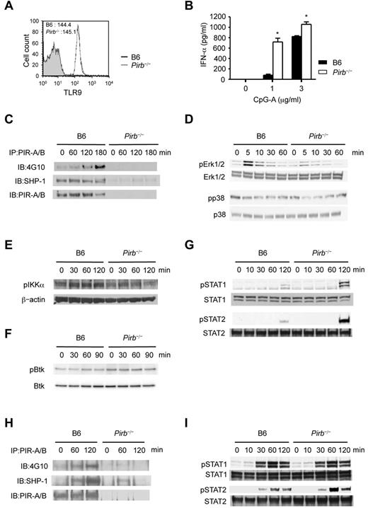 Figure 2. PIR-B negatively regulates the positive feedback mechanism of IFN-α secretion triggered by TLR9. (A) Flow cytometric analysis of cytoplasmic TLR9 expression on B6 and Pirb−/− Flt3-L–induced PDCs. Mean fluorescent intensities. (B) B6 and Pirb−/− PDCs are incubated with CpG-A (OD2216) for 24 hours at the indicated concentration. The amounts of IFN-α are measured by ELISA assay. Data are mean ± SEM (n = 4). The results are representative of 3 separate experiments. Statistical analyses were performed using Student t test: *P < .05. (C-G) Immunoblot analysis of B6 and Pirb−/− PDCs stimulated with CpG-A (3 μg/mL). (C) Immunoblots of PIR-B phosphotyrosine (4G10), SHP-1, and PIR-B after the precipitation with anti–PIR-A/B. (D) Immunoblots of pErk1/2, Erk, pp38, and p38. (E) Immunoblots of pIκB kinase α- and β-actin. (F) Immunoblots of pBtk and Btk. (G) Immunoblots of pSTAT1, STAT1, pSTAT2, and STAT2. (H-I) Immunoblot analysis of B6 and Pirb−/− PDCs stimulated with IFN-α (100 U/mL). (H) Immunoblots of PIR-B phosphotyrosine (4G10), SHP-1, and PIR-B after the precipitation with anti–PIR-A/B. (I) Immunoblots of pSTAT1, STAT1, pSTAT2, and STAT2. The immunoblot results are representative of 3 separate experiments.