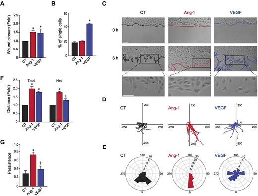 Figure 1. Ang-1 induces collective directional endothelial cell migration. (A) Fold increase in migration of BAECs stimulated with Ang-1 (red) and VEGF (blue) compared with nonstimulated cells (CT; black). Wound closure was measured 6 hours after wounding. Results are from 5 independent experiments, and data are represented as mean ± SEM (*P < .05 compared with nonstimulated cells). (B) Percentage of cells single cells after 6 hours of migration. Cells were counted in 3 random fields in 3 different experiments for all treatments, and data are represented as mean ± SEM (*P < .05 compared with nonstimulated cells). (C) Representative images taken from the wound edge at the initiation of imaging (0 hours) and 6 hours after wounding of BAEC monolayers. The migration front was traced to delimit the displacement of cells, and cells that detached from the edge were outlined. Higher magnification view of the boxed region is shown. Scale bar represents 100 μm. (D) Representative vector diagrams (250 μm) of cell trajectories; each line represents the migration path of a single cell plotted from a common origin. (E) Directionality of migration was determined for CT, Ang-1, or VEGF-stimulated BAECs and displayed in rose plot diagrams that represent the frequency and directedness of cells; 0 indicates a migration perpendicular to orientation of the wound. (F) Quantification of the total and net distance of migration. Data are represented as mean ± SEM (*P < .05 compared with nonstimulated cells; †P < .05 compared with Ang-1 stimulation). (G) Persistence of migration was determined from the track of each cell recorded by time-lapse microscopy. For each condition, cells were selected in 3 different fields and tracked for 6 hours. Each column represents the average of at least 108 measurements from 3 independent experiments, and data are represented as mean ± SEM (*P < .05 compared with nonstimulated cells; †P < .05 compared with Ang-1 stimulation).