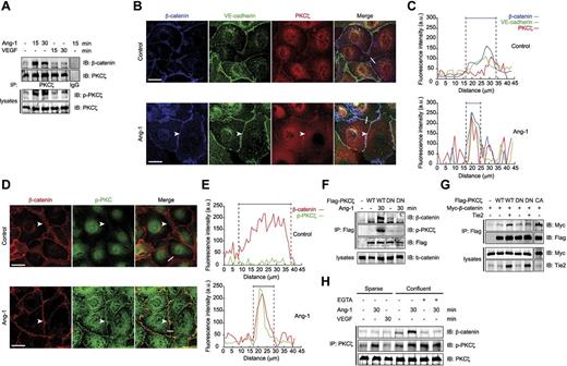 Figure 2. Ang-1 induces the association of PKCζ with β-catenin in endothelial cells. (A) Immunoprecipitation (IP) of PKCζ from BAEC lysates stimulated with Ang-1 or VEGF and immunoblotted (IB) using anti–β-catenin and anti-PKCζ antibodies. The precipitating antibodies were IgG and anti-PKCζ. Whole-cell lysates were probed for phosphorylated (p-PKCζ) and total PKCζ levels (bottom). (B) Representative confocal micrographs of immunofluorescence staining of BAECs stimulated or not with Ang-1 (30 minutes) using antibodies against endogenous PKCζ (red), β-catenin (blue), and VE-cadherin (green). The overlap (merge) of the 3 fluorophores is shown as white. White arrowheads point to staining at cell-cell junctions. Scale bar represents 20 μm. (C) Representative fluorescence intensity profiles of β-catenin (blue), VE-cadherin (green) and PKCζ (red) measured along the white line in panel B drawn across the cell-cell contact in control and Ang-1–stimulated conditions. Dashed lines delimit the β-catenin staining peak intensity. (D) Representative confocal micrographs of immunofluorescence staining of p-PKCζ (green) and β-catenin (red) in confluent BAECs stimulated with Ang-1 compared with control nonstimulated cells. White arrowheads point to staining at cell-cell junctions. Scale bar represents 20 μm. (E) Representative fluorescence intensity profiles of β-catenin (red) and p-PKCζ (green) measured along the line in panel D drawn across the cell-cell contact in control and Ang-1–stimulated conditions. Dashed lines delimit the β-catenin staining peak intensity. (F) Immunoprecipitation of Flag-tagged WT or DN PKCζ from lysates of transfected BAECs stimulated or not with Ang-1. The coimmunoprecipitated β-catenin was detected by Western blot analysis using anti–β-catenin antibody (top). p-PKCζ was detected in the anti-Flag immunoprecipitates from WT-Flag-PKCζ but not in DN-Flag-PKCζ–transfected cells in Ang-1–stimulated cells (middle). Anti-Flag and anti–β-catenin immunoblots showing equal expression and immunoprecipitation levels are shown (bottom). BAEC lysates (10% input) were immunoblotted with anti–β-catenin antibody. Representative immunoblots from 3 experiments. (G) Immunoprecipitation of Flag-tagged WT, DN, or CA PKCζ from transfected COS-7 cell lysates. Cells were cotransfected with Myc-tagged β-catenin constructs in absence or in presence of the Tie2 expression vector. Anti-Flag immunoprecipitates were immunoblotted with anti-Myc and anti-Flag antibodies to detect β-catenin and PKCζ levels (top and bottom, respectively). Whole-cell lysates were immunoblotted with anti-Myc and anti-Tie2 antibodies for input (10%). Representative immunoblots of 5 experiments. (H) Immunoprecipitation of PKCζ from sparse or confluent BAECs stimulated with Ang-1 or VEGF (left) or after pretreatment with EGTA (30 minutes) to disrupt adherent junctions in confluent cells (right). PKCζ immunoprecipitates were probed for β-catenin and p-PKCζ. Total PKCζ was immunoblotted to show equal immunoprecipitation levels. Representative immunoblots from 3 independent experiments.