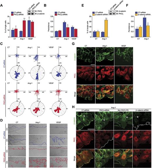 Figure 3. PKCζ and β-catenin are required for Ang-1–induced persistent cell migration and for leading edge formation. (A) Quantification of the percentage of single cells after 6 hours of migration in PKCζ down-regulated cells in response to Ang-1 or VEGF stimulation (6 hours). Data are represented as mean ± SEM (*P < .05 compared with nonstimulated cells; †P < .05 compared with CT-siRNA–transfected cells). (B) Quantification of the persistence of cell migration in PKCζ down-regulated cells in response to Ang-1 or VEGF stimulation (6 hours). Data are represented as mean ± SEM (*P < .05 compared with nonstimulated cells; †P < .05 compared with Ang-1–stimulated CT-siRNA–transfected cells). (C) Representative vector diagrams (250 μm) of cell trajectories (top) and directionality of migration displayed in rose plot diagrams (bottom) of CT-siRNA and PKCζ-siRNA–transfected cell in response to Ang-1 or VEGF stimulation (6 hours). (D) Representative images taken from the wound edge at the initiation of imaging (0 hours) and 6 hours after wounding of BAEC monolayers. The migration front was traced to delimit the displacement of cells, and cells that detached from the edge were outlined. (E) Quantification of the percentage of single cells after 6 hours of migration and (F) persistence of cell migration in β-catenin down-regulated cells in response to Ang-1 stimulation. Data are represented as mean ± SEM (*P < .05 compared with nonstimulated cells; †P < .05 compared with Ang-1–stimulated CT-siRNA–transfected cells). (G) Representative confocal micrographs of immunofluorescence staining of PKCζ (red) and β-catenin (green) in BAECs located at the leading edge of a wound during migration in presence of Ang-1 or VEGF (30 minutes). Note that in contrast to control and VEGF-stimulated cells, Ang-1 induces the colocalization of PKCζ and β-catenin (merged in yellow) at the leading front of cells. Scale bar represents 20 μm. (H) Immunofluorescence staining showing that transfection of BAECs with PKCζ-siRNA, β-catenin-siRNA or treatment with the pseudosubstrate inhibitors (Myr-PS-PKCζ) prevents the colocalization of PKCζ (red) or β-catenin (green) at the leading edge of migrating cells after Ang-1 stimulation (30 minutes). Arrowheads point to β-catenin staining at cell-cell junctions. The leading edge of cells transfected with PKCζ-siRNA or β-catenin-siRNA is outlined to delimit the migration front. Scale bar represents 20 μm.