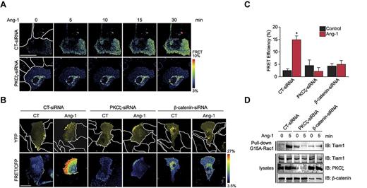Figure 5. PKCζ and β-catenin are required for polarized Rac1 activation at the migrating front of endothelial cells. (A) Rac1 activity ratio monitored by FRET/cyan fluorescent protein (CFP) time-lapse imaging using Raichu-Rac (YFP-Rac-CFP) at the indicated time points after Ang-1 stimulation of migrating BAECs transfected with CT-siRNA or PKCζ-siRΝΑ. Corresponding yellow fluorescent protein (YFP) fluorescence images are shown in supplemental Figure 4. Neighboring cells are outlined to show the position of Raichu-Rac–transfected cells at the front of migration. Scale bar represents 20 μm. (B) Representative images of corrected FRET after photobleaching for Rac1 activation of a wounded BAEC monolayer expressing the Raichu-Rac probe and transfected with CT-siRNA or PKCζ-siRΝΑ and stimulated or not with Ang-1 (30 minutes). The same cells are shown in fluorescent images of YFP as control for total Rac localization. Neighboring cells are outlined to show the position of Raichu-Rac–transfected cells at the front of migration. Scale bar represents 20 μm. (C) Histogram representing the quantification of Rac activity in fixed BAECs by mean FRET efficiency of the region of interest (leading edge) from all acquisitions from 5 experiments, and data are represented as mean ± SEM (*P < .05 compared with nonstimulated cells). (D) Active Rac-GEF assay showing active Tiam1 in BAEC lysates transfected with CT, PKCζ, or β-catenin-siRNAs. Whole-cell lysates were immunoblotted with anti-PKCζ and β-catenin to confirm down-regulation. Total levels of Tiam1 were used as loading control.