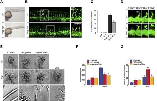 Figure 6. PKCζ is required for developmental angiogenesis in zebrafish and for endothelial cell sprouting. (A) Images from whole mount Tg(fli1a:EGFP) fixed embryos at 30 hpf. Uninjected embryo (CT; left) or injected with a morpholino targeting prkcz (PKCζ-MO1; right) are presented. (B) Confocal images of the vasculature in the trunk of Tg(fli1a:EGFP) embryos. The uninjected control embryos (CT) showed complete ISVs sprouting from the dorsal aorta (DA) to DLAV at 30 hpf, whereas in PKCζ-MO1–injected embryos, ISV sprouting was disturbed mostly at the horizontal myoseptum with increased filopodia extensions from tip cells. (C) Percentage of defective ISVs in control and PKCζ-MO1 or PKCζ-MO2–injected embryos. Data are represented as mean ± SEM (*P < .05 compared with CT embryos). (D) Representative images from time-lapse in vivo imaging of Tg(fli1a:EGFP) embryos showing ISV sprouts from 18 to 28 hpf in CT (top) and PKCζ-MO (bottom)–injected embryos. The arrow indicates, in the PKCζ-ΜΟ–injected embryo, the detachment of tip cells from the DA. (E) Representative images from spheroid based angiogenesis assay generated from CT-, PKCζ-, or β-catenin-siRNA–transfected cells and stimulated with Ang-1, VEGF, or left untreated (CT). Pictures are taken 24 hours after embedding in collagen gel. Higher magnification views of the boxed region are shown. The arrow indicates, in the PKCζ or β-catenin-siRNAs, the detachment of tip cells from the sprouts. The arrowhead indicates bifurcation at end of the sprouts. One representative experiment of 3 performed is shown. (F) Quantification of capillary-like sprouting from spheroids was measured in every condition as displayed. Data are shown as mean of sprout length (*P < .05 vs nonstimulated control condition; †P < .05 compared with stimulated CT-siRNA). (G) Number of sprouts per spheroid. Results are displayed as mean values ± SEM of sprout lengths observed in at least 10 spheroids per experiment in 3 independent spheroid assays. Scale bar represents 100 μm.