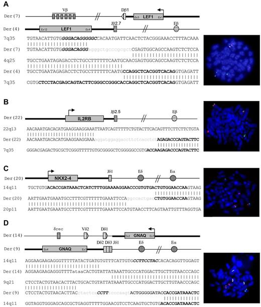 Figure 1. Novel TCR-oncogene translocations with FISH profiles. (A-B) New TCRβ oncogene partner. Bold and thin bars depict the 4q25 or 22q13 and 7q34 chromosomal regions, respectively. Untemplated nucleotides (n diversity) are indicated in lowercase. Nucleotide sequences for the Dβ1, and Jβ gene segments are depicted in italic bold and bold, respectively. Rights panels show a typical FISH metaphase analysis with a normal allele (split spots) and a translocated allele (fused spots) with TCRβ (green) and oncogenes (red) probes. (C) New TCRα/δ oncogene partner. Bold and thin bars depict the 20p11 or 9q21 and 14q11 chromosomal regions, respectively. Untemplated nucleotides (n diversity) are indicated in lowercase. Nucleotide sequences for the Dδ2, Dδ3, and Jδ1 gene segments are depicted in bold italic, dark gray, and bold, respectively. Right panel show a typical FISH analysis on metaphase with a normal allele (split spots) and a translocated allele (fused spots) with TCRα/δ (green) and oncogenes (red) probes. (D) Three-color FISH analysis using a combination of TLX1 (green), GNAQ (yellow), and TCRα/δ (red) probes.