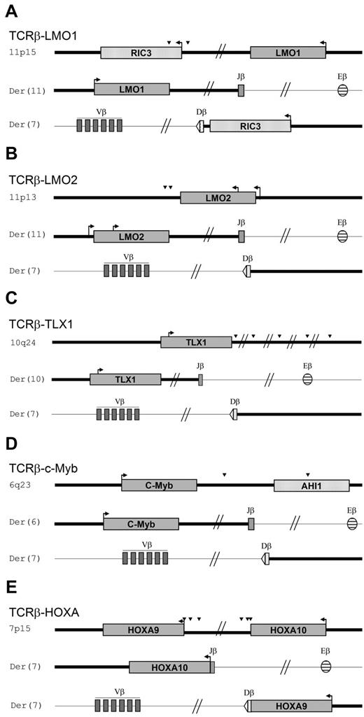Figure 2. Schematic representation of TCRβ-oncogene translocations. Shown are schematic representations of TCRβ-oncogene translocations: TCRβ-LMO1 (A), TCRβ-LMO2 (B), TCRβ-TLX1 (C), TCRβ-MYB (D), and TCRβ-HOXA (E). Both translocation derivatives are represented. Arrowheads indicate the relative position of breakpoints within the oncogene. Bold and thin bars depict the oncogene locus and the chromosome 7q35 TCRβ locus, respectively.