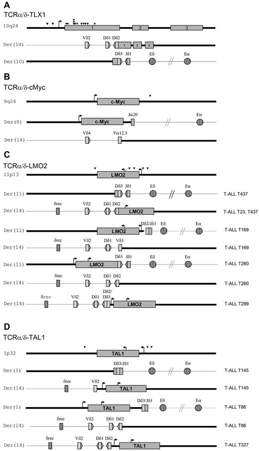 Figure 3. Schematic representation of TCRα/δ-oncogene translocations. (A-D) Shown are schematic representations of TCRα/δ-oncogene translocations: TCRα/δ-TLX1 (A), TCRα/δ-MYC (B), TCRα/δ-LMO2 (C), and TCRα/δ-TAL1 (D). Both translocation derivatives are represented, with corresponding T-ALL unique patient numbers. Arrowheads indicate the relative positions of breakpoints within the oncogene. Bold and thin bars depict the oncogene locus and chromosome 14q11 TCRα/δ, respectively.