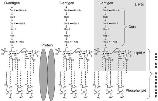 Figure 1. Schematic architecture of the LPS embedded in the outer membrane of Gram-negative bacteria. LPS is a complex glycolipid composed of a highly conserved lipid A anchor, the more variable core oligosaccharide, and the hypervariable antigenic O-polysaccharide (O-antigen) consisting of several copies of oligosaccharide repeating units. Glc indicates glucose; Gal, galactose, GlcNAc, N-acetyl-d-glucosamine; and Hep, heptose.