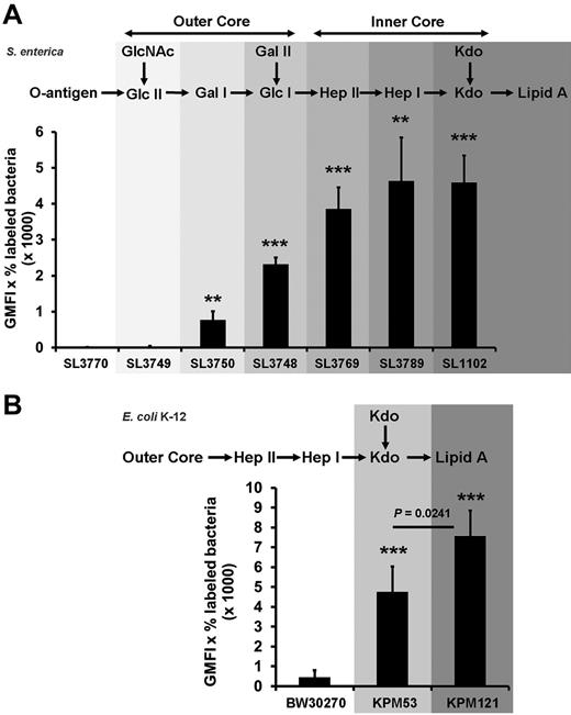 Figure 3. Bacterial mutants with progressively truncated LPS backbones show increasing PF4 binding activity. S enterica sv Typhimurium wild-type strain SL3770 waa+, the isogenic LPS mutants SL3749 waaL446, SL3750 waaJ417, SL3748 waaI432, SL3769 waaG471, SL3789 waaF511, and SL1102 hldE543 (A), the E coli K-12 wild-type strain BW30270, and the LPS mutants KPM53 (ΔwaaC) and KPM121 (ΔwaaA; B) were incubated with biotinylated PF4 (20 μg/mL). PF4 binding was detected with peridinin chlorophyll protein-Cy5.5 conjugated streptavidin using flow cytometry and expressed as geometric mean fluorescence intensity (GMFI) multiplied by the percentage of labeled bacteria. Data represent mean ± SD of at least 3 independent experiments (S enterica sv Typhimurium wild-type and mutants, n = 3; E coli BW30270, n = 5; E coli KPM53, n = 5; and E coli KPM121, n = 3). **P < .01 versus wild-type. ***P < .001 versus wild-type.