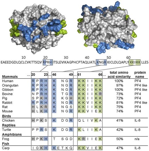 Figure 6. Amino acids of PF4 important for heparin binding are largely conserved among species. Alignment of the heparin binding region (R20, R22, H23, K46, R49, K61, K62, K65, and K66) of PF4, IL-8, and an uncharacterized protein (n/a) and total amino acid similarity of various species in percentages compared with human (100%) is shown. Above the amino acid sequence of 1 PF4 monomer (70 amino acids, primary structure without signal sequence, UniProt P02776), the crystal structure of a PF4 tetramer (quaternary structure, PDB code 1f9q) is depicted from the front (left) and from the top view (right). Lysine residues of the C-terminus (K61, K62, K65, and K66) are highlighted in green; arginine (R20, R22, and R49), histidine (H23), and other lysine residues (K46) are highlighted in blue. The pictures of the crystal structure of PF4 were made using PyMOL Molecular Graphics System Version 1.3 Schrödinger LLC.