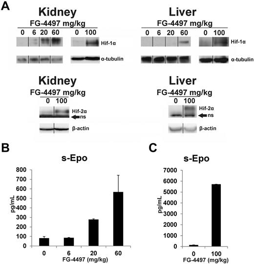 Figure 1. Effect of FG-4497 dose on stabilization of Hif-1α and Hif-2α in the kidney and liver and on serum Epo concentration. Increasing doses of FG-4497 were given orally to wild-type mice on days 1, 3, 5, and 8 and they were killed 6 hours after the last dose. Anti–Hif-1α and Hif-2α Western blots in the kidney and liver (A). ns = nonspecific. The vertical black lines indicate repositioning of lanes from the same gel with the same exposure. Serum Epo concentrations with doses of 6, 20, and 60 mg/kg (B), and 100 mg/kg (C). In panel B n = 2 and in panel C n = 5 for each dose. Error bars represent SEM.