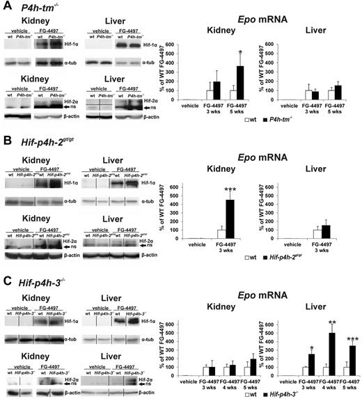 Figure 4. Effect of FG-4497 on stabilization of Hif-1α and Hif-2α and the levels of Epo mRNA in the kidney and liver of P4h-tm null, Hif-p4h-2 hypomorphic, and Hif-p4h-3 null mice. The P4h-tm−/− (A), Hif-p4h-2gt/gt (B), and Hif-p4h-3−/− (C) mice and wild-type mice received 3 oral doses of FG-4497 (100 mg/kg) per week for 3 to 5 weeks and were killed 6 hours after the last dose. Anti–Hif-1α and Hif-2α Western blots are shown at 5 weeks in panels A and C and at 3 weeks in panel B (the Hif-p4h-2gt/gt mice were treated only for 3 weeks). The vertical black lines indicate repositioning of lanes from the same or separate gels of the same experiment with the same exposure. The horizontal black line indicates exact rejoining of the lanes of a blot that was originally cut in 2 halves. ns indicates nonspecific. In the case of Epo mRNA values statistical significance is shown only for comparisons between the FG-4497–treated gene-modified and wild-type mice, the means of the latter being taken as 100% (*P < .05, **P < .01, and ***P = .001 in panel B, and < .0001 in panel C). The differences in the kidney and liver Epo mRNA values between the FG-4497–treated and vehicle-treated mice are highly significant, whereas there are no significant differences between the values for the vehicle-treated gene-modified and wild-type mice. Values of n as in Figure 3. Error bars represent SEM.