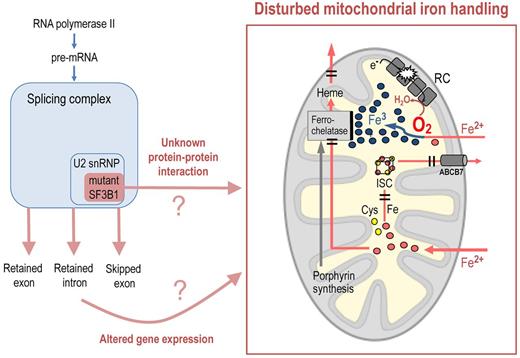 Mutations of SF3B1, a splicing complex component, may, via altered gene expression or abnormal protein-protein interaction, disturb mitochondrial iron handling in a way that causes mitochondrial iron accumulation in acquired sideroblastic anemia. Possible targets include (1) the final step of heme synthesis, that is, incorporation of Fe2+ into protoporphyrin IX by ferrochelatase; (2) the mitochondrial respiratory chain (RC), whose malfunction may lead to oxidation of Fe2+ (with Fe3+ being rejected by ferrochelatase); (3) iron sulfur cluster (ISC) assembly, whose malfunction can impair the RC as well as ferrochelatase; and (4) the export of heme or ISCs from the mitochondrial matrix.