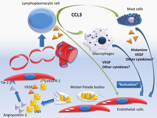 The serum levels of several angiogenic cytokines are increased in patients with Waldenström macroglobulinemia (WM). Angiopoietin-2 is also increased and the balance of angiopoietin-1/angiopoietin-2, which antagonize for the receptor tyrosine kinase Tie-2 is in favor of angiopoietin-2. Lymphoplasmacytic cells may produce VEGF, but they also produce large amounts of CCL-3 which attracts macrophages, and probably mast cells. Mast cells support lymphoplasmacytic cells and may also produce VEGF. VWF is stored in the Weibel-Palade bodies together with several other mediators, including angiopoietin-2. The endothelial cells (ECs) release the content of Weibel-Palade bodies in response to stimuli, such as VEGF and VWF and other molecules (such as angiopoitein-2) are released simultaneously. VWF may also have an inhibitory activity in the constitutive VEGFR-2–dependent pathway(s), which promote EC migration.