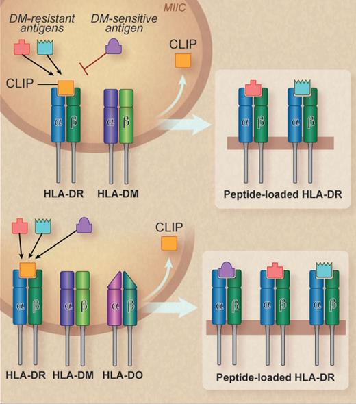 HLA-DO expands the repertoire of peptides presented by class II MHC molecules such as HLA-DR. (Top) In the MIIC, HLA-DM facilitates the exchange of CLIP for specific DM-resistant peptides into the binding groove of class II molecules, which are then transported to the cell surface. The loading of DM-sensitive antigens is inhibited. (Bottom) In the presence of HLA-DO, both DM-resistant and DM-sensitive antigens are loaded, leading to a more diverse repertoire of peptide/class II MHC molecules displayed on the cell surface. Professional illustration by Debra T. Dartez.