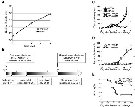 Figure 1. The absence of LTB4/BLT1 signaling induces potent antitumor effects against the second tumor challenge of WEHI3B cells after marked regression of WGM cells in mice model. (A) WEHI3B and WGM cells were cultured separately at 1 × 104 cells/well for 2, 4, 6, and 8 days in CM. At each time point, the number of viable cells was determined by trypan blue dye exclusion assay. (B) The explanatory scheme for all of the following in vivo experiments. The early phase, intermediate phase, and late phase in tumorigenicity assay are defined as spanning from days 0-4, 5-20, and 21-50 after the FTC, respectively. (C) In vivo tumorigenicity assay. The FTC consisted of 5 × 105 WEHI3B or WGM cells subcutaneously inoculated into the right flank of WT or BLT1-KO mice (n = 6–8). (D-E) In vivo STC assay. On day 50 after the FTC, 5 × 105 WEHI3B cells were subcutaneously inoculated into the left flank of mice that completely rejected the challenged tumor cells. The tumor volumes (mm3) in 4 indicated mice groups were assessed on day 17. Kaplan-Meier survival curves are shown after the STC. Bars represent mean ± SEM. Significant difference: *P < .05, **P < .01. Representative data from 2-6 independent experiments with similar results are shown.