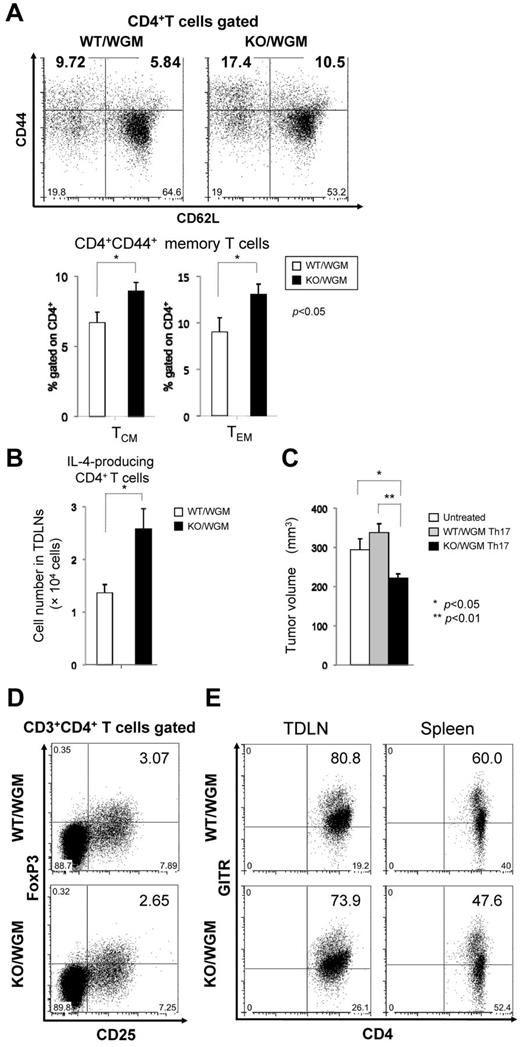 Figure 5. Absence of LTB4/BLT1 axis facilitates induction of diverse memory CD4+ T subsets and polarized Th2/Th17 cells with antitumor phenotype in KO/WGM mice in late phase. TDLNs cells harvested from WT/WGM or WT/WGM mice (n = 3-5/group) on day 46 after the FTC were subjected to polychromatic flow cytometric analyses. (A) Dot plot profiles (top panels) and graphs (bottom panels) represent the percentages of CD4+CD44+CD62L+ TCM or CD4+CD44+CD62L− TEM subset relative to the total CD4+ T-cell population. Numbers in boldface in dot plot profiles show the representative percentages of TCM and TEM in WT/WGM and KO/WGM and are reflected to the graphs. (B) Bar graphs represent the total number of IL-4-producing T cells in TDLNs derived from WT/WGM and KO/WGM mice (n = 3 or 4). Combined data from 2 independent experiments are shown. (C) Th17 adoptive T-cell transfer (ACT) assay. Splenic CD4+ T cells from WT/WGM or KO/WGM mice on day 46 were MACS-sorted and stimulated with plate-bound anti-CD3 mAb and soluble anti-CD28 mAb under Th17 condition. After 4 days of incubation, 1 million cells were intravenously transferred into recipient syngeneic BALB/c mice. On the next day, they received subcutaneous challenge with WEHI3B cells in the right flank. Bar graph represents the tumor volume (mm3) of untreated, mice treated with WT/WGM mice- or KO/WGM mice-derived Th17 ACT, assessed on day 10 after the Th17 ACT therapy. (D-E) Phenotypic profile of immune-regulatory T cells in late phase. Shown are representative dot plots depicting the percentages of (D) CD3+CD4+CD25+FoxP3+ cells in TDLNs harvested from WT/WGM or KO/WGM mice, and of (E) CD3+CD4+GITR+ T cells in TDLNs and spleen from WT/WGM or KO/WGM mice. Bar graphs represent the mean ± SEM. Significant differences: *P < .05, **P < .01. Representative data from 3 independent experiments with similar results or combined data (A-C) from 2 independent experiments are shown.