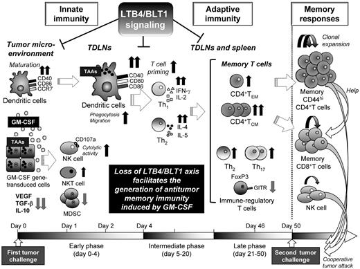 Figure 7. Schematic overview of the experimental results. This schematic overview illustrates the effects of the defective LTB4/BLT1 axis on the process of generation of antitumor memory immunity provoked by GM-CSF–transduced tumor cells in mice, and the molecular or cellular components that compose the immune system and are putatively relevant to this phenomenon.