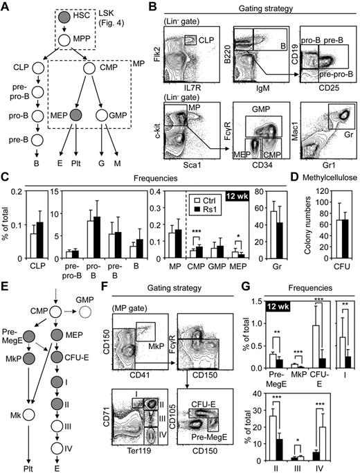 Figure 2. Lineage-specific hematopoietic defects in the BM of Rs1 mice. Twelve-week-old (12 wk) control (Ctrl) and ColI(2.3)+/Rs1+ (Rs1) mice (n = 8-13 per group) were used for these analyses. (A) Schematic overview and (B) gating strategy for the different hematopoietic lineages investigated (gray represents populations decreased in frequency in Rs1 mice). CLP indicates common lymphoid progenitor; B, B-cell; CMP, common myeloid progenitor; GMP, granulocyte/macrophage progenitor; MEP, megakaryocyte/erythrocyte progenitor; E, erythrocyte; Plt, platelet; Gr, granulocyte; and M, macrophage. The myeloid progenitor (MP) population containing CMPs, GMPs, and MEPs and the LSK population containing HSCs and MPPs are boxed. (C) Frequencies of the indicated populations in the BM. (D) Methylcellulose read-out for myeloid CFU activity in 12 500 unfractionated Ctrl and Rs1 BM cells. (E) Schematic overview and (F) gating strategy for detailed analyses of megakaryopoiesis and erythropoiesis (gray represents populations decreased in frequency in Rs1 mice). Pre-MegE indicates megakaryocyte/erythrocyte precursor; MkP, megakaryocyte precursor; Mk, megakaryocyte; CFU-E, colony-forming unit-erythrocyte; I, pro-erythroblast; II, basophilic erythroblast; III, late basophilic/polychromatophilic erythroblast; and IV, orthochromatic erythroblast. (G) Frequencies of the indicated populations in the BM. Data are mean ± SD. *P ≤ .05. **P ≤ .01. ***P ≤ .001.