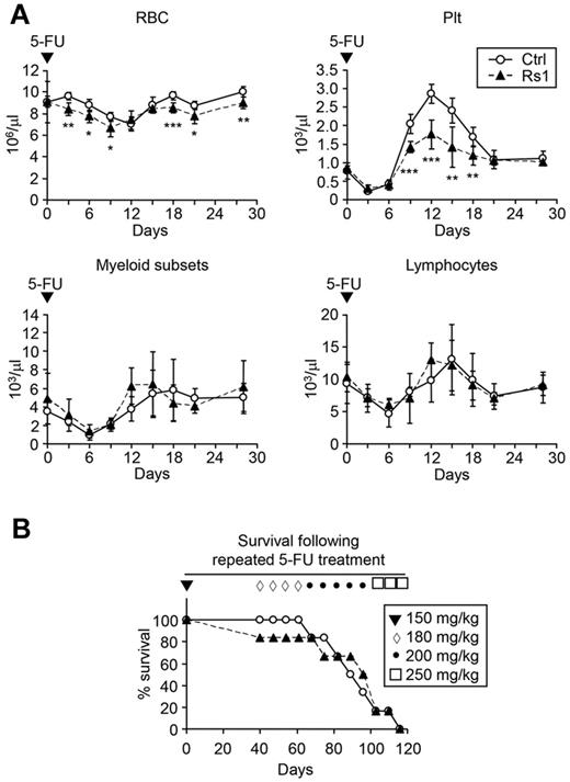 Figure 3. Impaired recovery of Rs1 mice after acute hematopoietic injury. Nine-week-old control (Ctrl) and ColI(2.3)+/Rs1+ (Rs1) mice (n = 6 per group) were used to start these experiments. (A) Hematopoietic recovery after a single injection (150 mg/kg) of 5-FU. Blood was sampled and analyzed by automated complete blood count for the indicated populations. Plt indicates platelets; and myeloid subsets, eosinophil/basophil/neutrophil/monocyte. (B) Forty days after the first 5-FU injection, mice were injected every 7 days with escalating doses of 5-FU (ranging from 180 mg/kg to 250 mg/kg, as indicated) and followed for survival. Data are mean ± SD. *P ≤ .05. **P ≤ .01. ***P ≤ .001.