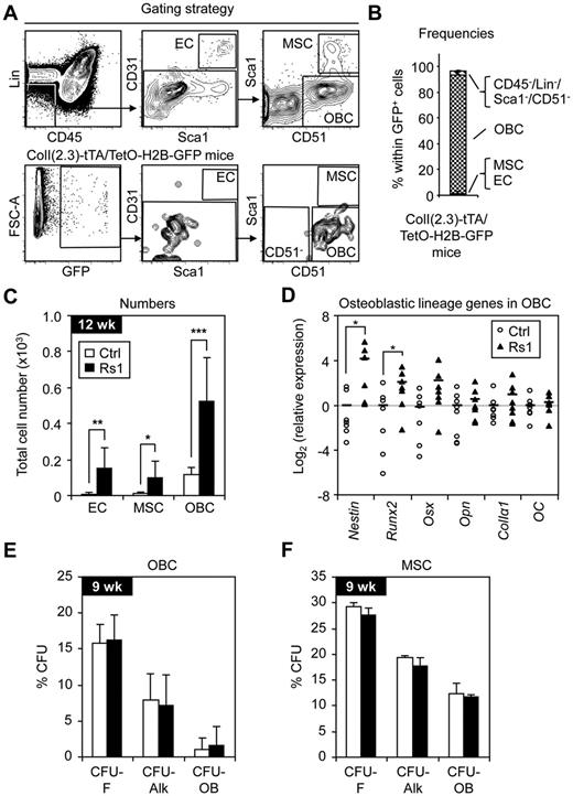 Figure 5. Expansion of BM stromal cells in Rs1 mice. Nine-week-old (9 wk) and 12-week-old (12 wk) control (Ctrl) and ColI(2.3)+/Rs1+ (Rs1) mice (n = 4-12 per group) were used for these analyses. (A) Gating strategy used to identify subpopulations of endosteal BM stromal cells (top row) and to monitor ColI(2.3) promoter activity in ColI(2.3)-tTA/TetO-H2B-GFP double-transgenic reporter mice (bottom row). (B) Frequencies of stromal BM cell subpopulations expressing GFP in ColI(2.3)-tTA/TetO-H2B-GFP mice (n = 4). (C) Total cells for the indicated endosteal BM stromal cells. (D) Quantitative RT-PCR analysis of purified OBCs for expression of the indicated osteoblastic lineage genes. Data are expressed as log2 fold relative to the average of the Ctrl samples (set to 0). Averages are shown as black bars. (E-F) Frequencies of CFU-F, CFU-Alk, and CFU-OB formed by OBCs (E) and MSCs (F) isolated from 12-week-old Ctrl and Rs1 mice. Data are mean ± SD. *P ≤ .05. **P ≤ .01. ***P ≤ .001.