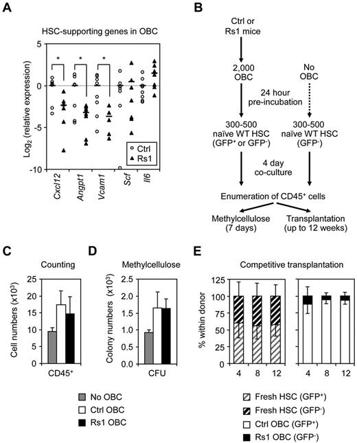 Figure 6. Defective HSC-supportive function by Rs1 OBCs. Twelve-week-old control (Ctrl) and ColI(2.3)+/Rs1+ (Rs1) mice (n = 5-12 per group) were used for these analyses. (A) Quantitative RT-PCR analysis of purified OBCs for expression of the indicated HSC-supporting genes. Data are expressed as log2 fold relative to the average of the Ctrl samples (set to 0). Averages are shown as black bars. (B) Schematic of the coculture experiment of wild-type (WT) and β-actin-GFP C57BL/6-CD45.2 HSCs (500: counting and methylcellulose; 300: transplantation) with or without Ctrl or Rs1 OBCs. (C) Enumeration of CD45+ hematopoietic cells per well. (D) Methylcellulose read-out for myeloid CFU activity per well. (E) Competitive transplantations. A 1:1 ratio of freshly isolated HSCs (150 GFP+:150 GFP−) or mixed wells containing the progeny of HSCs cocultured on Ctrl (GFP+) or Rs1 (GFP−) OBCs (300 HSC-derived cell equivalent) were transplanted into lethally irradiated C57BL/6-CD45.1 recipient mice together with 300 000 Sca-1–depleted CD45.1 helper BM cells (n = 3-5 per group). Transplanted mice were bled every 4 weeks and analyzed for the percentage of GFP contribution to donor (CD45.2+) chimerism in the peripheral blood. Data are mean ± SD. *P ≤ .05.
