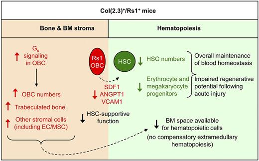 Figure 7. Effect of constitutive Rs1-mediated Gs signaling in OBCs on hematopoiesis. Model summarizing the extensive changes in the bone and BM stromal of ColI(2.3)+/Rs1+ (Rs1) mice and their consequences for HSC maintenance and blood development. OBC-specific expression of Rs1 increases Gs signaling and expands the number of immature osteoblasts leading to increased trabecular bone formation. This also results indirectly in increased numbers of MSCs and ECs. Together, these expanded BM stromal cells restrict the space available for hematopoietic cells and lead to BM aplasia, which is not compensated by extramedullary hematopoiesis. Increased Gs signaling in Rs1-expressing OBCs decreases their expression of key HSC-maintenance genes, including Cxcl12, Angpt1, and Vcam1, and impairs their HSC-supportive function leading to a severe loss of HSC numbers. Rs1 mice also show diminished production of megakaryocyte and erythrocyte progenitors through a mechanism that still largely remains to be elucidated but involves decreased levels of circulating Tpo. As a consequence, Rs1 mice have impaired regenerative potential after acute injury but overall preserved blood function probably because of the contribution of splenic hematopoiesis.