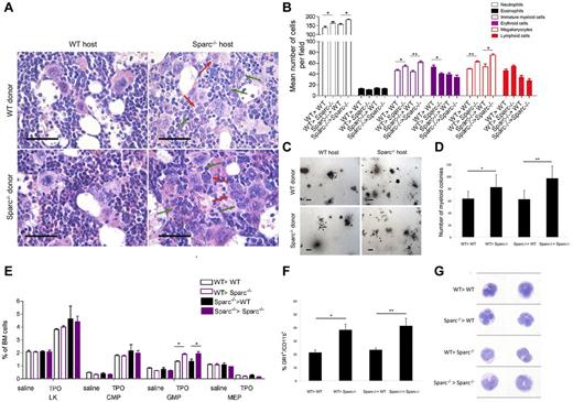 Figure 6. SPARC deficiency in the BM stroma associates with an enhanced myelopoietic response to TPO. (A) Histomorphologic analysis performed on hematoxylin and eosin-stained BM sections from TPO-treated mouse chimeras shows that mice with Sparc−/− stroma (WT > Sparc−/−, Sparc−/− > Sparc−/−) have significantly higher numbers of immature granulocyte precursors (green arrows) and highly atypical/dysplastic MKs (red arrows) compared with chimeras having WT stroma (WT > WT, Sparc−/− > WT). Four representative sections (1 per group) of the 20 evaluated are shown. Original magnifications ×400. Scale bars represent 50 μm. (B) Differential hematopoietic cell counts (mean ± SD) performed on BM sections of TPO-treated chimeric mice showing the different expansion of myeloid cell fractions of mice with a Sparc−/− or WT BM stroma. In each BM sample, the number of neutrophils, eosinophils, morphologically immature myeloid cells, erythroid cells, MKs, and lymphoid cells was counted of 10 HPFs. *P < .05. **P < .01. Data are relative to counts performed on 2 different BM sections, per mice, per group. (C-D) Hematopoiesis in chimeric mice was analyzed using a clonogenic colony culture assay. BM cells from chimeric mice were seeded in Methocult M3434 for 10 days, and the colonies that formed were scored and photographed under an inverted microscope. (C) Representative images highlighting the enrichment of myeloid colonies in chimeric mice with Sparc−/− stroma. (D) The relative number of BM CFU-GM myeloid colonies (mean ± SD) is significantly increased in Sparc−/− recipient BM chimeras compared with WT recipient chimeras. *P < .05. **P < .01. One representative experiment of the 3 performed with 5 mice per group is shown. (E) Hematopoietic progenitor cell numbers expressed as a percentage (mean ± SD) of total BM, showing the significant increase of GMP precursors in TPO-treated mice with Sparc−/− stroma compared with the WT counterparts. *P < .05. The data represent 1 experiment of the 3 performed with 5 mice per group. (F) Flow cytometric analysis of Gr1+CD11b+ circulating myeloid cells performed on the PB mononuclear cells of mouse chimeras. *P < .05. **P < .01. The data represent 1 experiment of the 3 performed with 5 mice per group. (G) Morphologic analysis of hematoxylin and eosin-stained PB smears from BM chimeras show that circulating granulocytes from chimeric mice with Sparc−/− recipient stroma are enriched in immature forms, including pseudo-Pelger-Hüet and band-form nuclei, compared with circulating granulocytes from chimeras with WT stroma. Representative examples of circulating granulocytes from 2 smears per condition (of the 5 evaluated per experiment) are shown. Original magnifications ×1000.