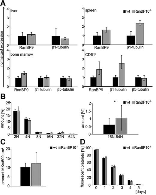 Figure 1. RanBP10 depletion is partially compensated for by overexpression of RanBP9 but does not influence platelet turnover, MK numbers or receptor expression. (A) RanBP9 mRNA expression is up-regulated in spleen and CD61+ cells of RanBP10-null mice. Expression levels were analyzed by quantitative real-time PCR and were normalized to GAPDH. (B) Bone marrow MKs were stained with PI and ploidy evaluated by flow cytometry. The amount of 16N-64N MKs is significantly elevated in RanBP10−/− mice compared with controls. (C) The amount of bone marrow MKs is slightly elevated in mutant mice. (D) Platelet life span in vivo is unaltered in mice lacking RanBP10 (*P < .05).