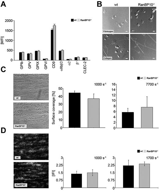 Figure 2. RanBP10−/− platelets show modestly altered adhesion under shear but spread normally. (A) Regular receptor density of platelet surface markers in RanBP10-null and control mice. (B) Platelet spreading on fibrinogen (top row) and collagen (bottom row) is unaffected in RanBP10-null platelets, showing the typical flat “fried-egg” appearance. (C) Phase contrast microscopy and quantitative analysis of surface coverage of wild-type and RanBP10−/− platelets aggregating on collagen under intermediate flow (1000 seconds−1 left panel) and high flow (7700 seconds−1 right panel) show overall unaltered adhesion. (D) Analysis of thrombus volume in integrative fluorescence intensities (IFI) and quantification shows that wild-type and RanBP10−/− platelets form equal-sized thrombi at each shear rates as depicted for 1000 seconds−1 left panel and 1700 seconds−1 right panel.