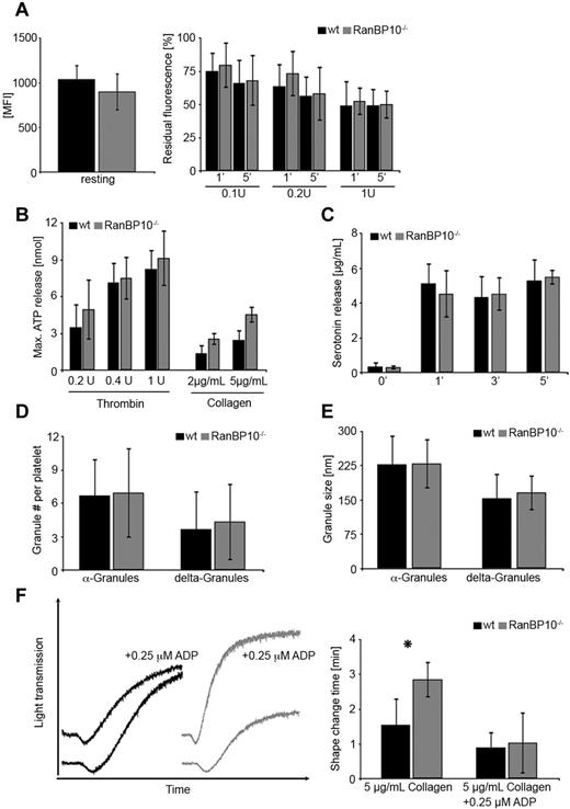 Figure 4. Release of α and δ-granule contents of platelets in RanBP10−/− mice. (A) Similar mepacrine uptake in platelets of either genotype (MFI = mean fluorescence intensity (left panel). Mepacrine release after 5 minutes is overall unaltered between wild-type and RanBP10-null platelets, whereas it is slightly slower in mutant platelets after 1 minute when suboptimal thrombin concentrations (0.1 or 0.2 U/mL) are used. Data show an average of 6 independent experiments. Error bars depict the standard deviation. (B) Maximal ATP release in whole blood of RanBP10-null animals and controls was determined by aggregoluminometry revealing a slightly increased ATP release after treatment with 0.2, 0.4, or 1 U/mL thrombin or with 2 or 5 μg/mL collagen. (C) Serotonin release in response to 0.5μM PAR4p treatment showed no difference after 1, 3, or 5 minutes between wild-type and mutant platelets. (D) α and dense granules were counted on electron micrographs showing no difference in intact platelets. (E) Measurements of the diameter of α and dense-granules show that there is no difference between wild-type and RanBP10-null platelets. (F) Wild-type and RanBP10-null platelets were activated with 5 μg/mL collagen in the presence or absence of 0.25μM ADP. This concentration had little impact on collagen-induced aggregation in wild-type platelets (black), but restored attenuated shape change and aggregation in knockout platelets (gray curves) almost to wild-type levels (left panel). Time of shape change is significantly prolonged in mutant animals, but can be restored in the presence of threshold ADP concentrations (right panel). Mean of 5 experiments is shown, error bars indicate standard deviation (*P < .05).