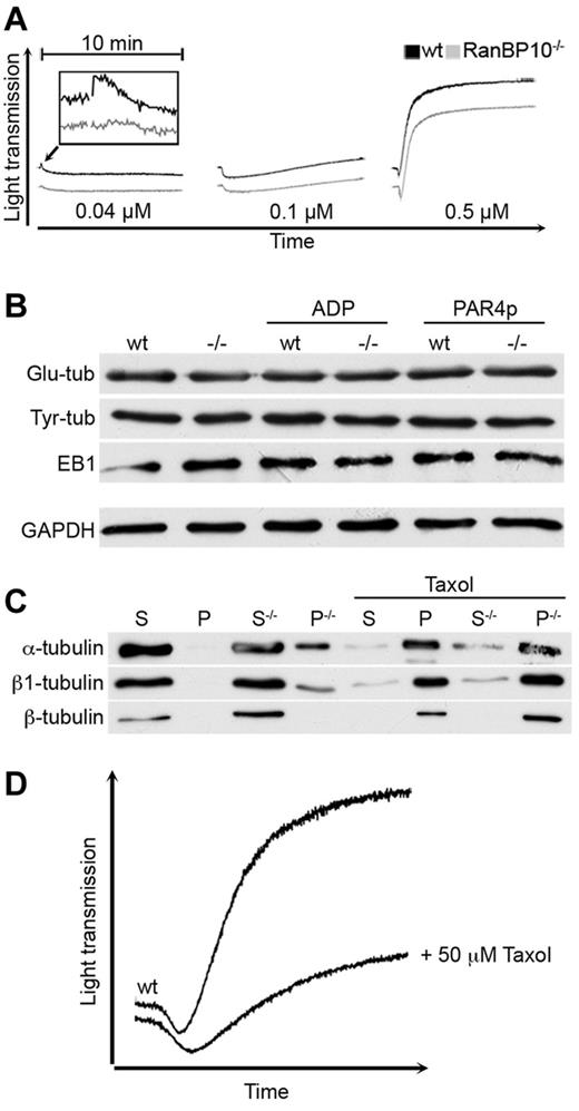 Figure 6. RanBP10 modulates the tubulin-microtubule equilibrium and is essential for the platelet shape change. (A) Platelet activation with 0.04μM U46619 (left panel) still caused a shape change in wild-type (black curve), but not in RanBP10−/− platelets (gray curve). Intermediate concentrations (0.1μM, middle panel) induced shape change without aggregation in both strains, whereas high concentrations led to similar shape changes in platelets of wild-type and mutant platelets with full aggregation (right panel). (B) The amount of glutamylated (Glu-tub) or tyrosinated tubulin (Tyr-Tub) as well as EB1 proteins were unaffected in resting, ADP, or PAR4p-stimulated knockout platelets (−/−) compared with wild-type (WT) controls. (C) RanBP10 prevents premature polymerization of α/β1–tubulin dimers. Megakaryocytes lacking RanBP10 (−/−) show an increased fraction of β1 and α-tubulin in the pelleted fraction (P) representing polymerized microtubules compared with the soluble (S) fraction isolated from the supernatant. Other β-tubulins recognized by a commerical β-tubulin antibody remain unaffected. In the presence of taxol filaments polymerize independent of RanBP10. (D) Platelets were incubated with either 0.5mM taxol or PBS before aggregometry with 5 μg/mL collagen. When microtubules were stabilized with taxol, the shape change is delayed and aggregation diminished, mimicking the RanBP10-null phenotype.
