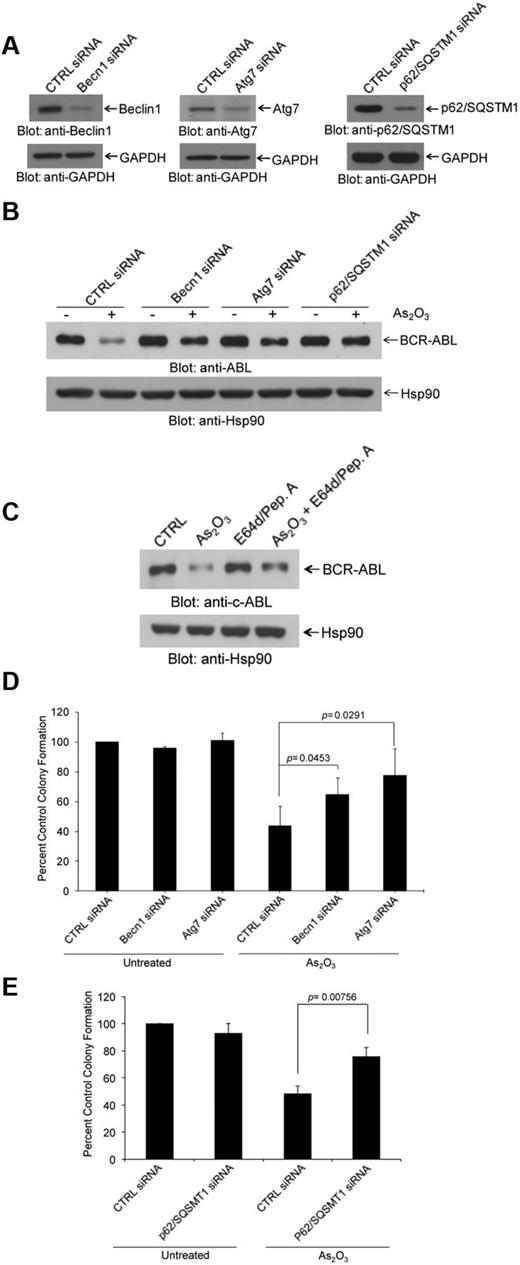 Figure 2. Arsenic trioxide-induced autophagic degradation of BCR-ABL. (A) K562 cells were transfected with control siRNA or siRNAs specifically targeting beclin 1 (Becn1) or Atg7 or p62/SQSTM1, as indicated. Cells were lysed, and total lysates were resolved by SDS-PAGE and immunoblotted with the indicated antibodies. (B) K562 cells were transfected with control siRNA or siRNAs specifically targeting Becn1 or Atg7 or p62/SQSTM1, as indicated and were subsequently treated for 24 hours with As2O3 (2μM). Total lysates were resolved by SDS-PAGE and immunoblotted with the indicated antibodies. (C) K562 cells were pretreated for 60 minutes with pepstatin A (10μM) and E64-d (10μM) as indicated, and were subsequently treated for 24 hours with As2O3 (2μM) in the continuous presence or absence of the inhibitors, as indicated. Total cell lysates were resolved by SDS-PAGE and immunoblotted with an anti-ABL or anti-Hsp90 antibodies, as indicated. (D-E) K562 cells were transfected with control-siRNA or Atg7 siRNA or Beclin1 siRNA (D) or p62/SQSMT1 siRNA (E) as indicated and the effects of AS2O3 (0.5μM) on leukemic progenitor (CFU-L) colony formation were assessed in clonogenic assays in methylcellulose. Data are expressed as percent control of CFU-L colony numbers for control siRNA-treated cells and represent means ± SE of 4 independent experiments. Paired t test analysis comparing AS2O3–treated control siRNA transfected cells versus AS2O3–treated Atg7 siRNA transfected cells or versus AS2O3–treated Beclin1 siRNA transfected cells or versus AS2O3–treated p62/SQSMT1 siRNA transfected cells and the corresponding paired P values are indicated.