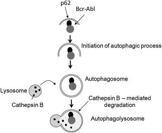 Figure 6. BCR-ABL degradation via the autophagic pathway. Proposed model for As2O3–dependent interaction of p62/SQSMT1 with BCR-ABL and subsequent autophagic degradation of BCR-ABL.