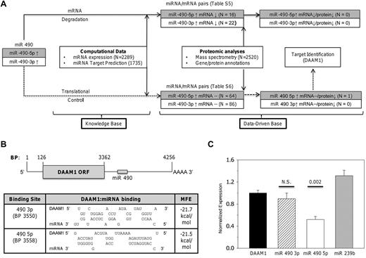 Figure 5. Identification and characterization of miR 490 targets. (A) Schema delineating the workflow model for target identification delineates 2 distinct pathways based on mRNA degradation or translational control. Supplemental Tables 5 and 6 detail miRNA/mRNA pairs for either pathway. (B) Schema of DAAM1 mRNA (RefSeq accession no. NM_014992) with open-reading frame (ORF) and miR 490 binding sites is shown (top); topology of the DAAM1/miR 490 binding and calculated minimum free energy (MFE) are displayed as predicted using RNA hybrid (http://bibiserv.techfak.uni-bielefeld.de/rnahybrid). (C) Luciferase reporter assay quantification was completed 24 hours after transfection of HEK 293 cells using the 975-bp DAAM1 3′-UTR inserted downstream of Renilla luciferase (DAAM1) or cotransfected with a fixed concentration (10nM) of miR 490 3p or miR 490 5p chemical mimetics (or nontargeting Caenorhabditis elegans miR 239b stem-loop primer as control). Functional luciferase data from individual wells are expressed as the normalized mean ± SEM relative to DAAM1 expression (N = 6 wells/group representing aggregate data from 2 independent experiments). P values are calculated by paired t test.