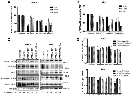 Figure 5. Effect of PIM1, PIM2 siRNAs on PIM1, PIM2 and MCL1 mRNA and Pim kinase targets in MCL cell lines. Effects of PIM1, PIM2 siRNAs and their combination on PIM1, PIM2 and MCL1 mRNA expressions in JeKo-1 (A) and Mino (B) cells. Cells were treated with 150nM scramble, siGLO, PIM1, PIM2 siRNA as well as PIM1 and PIM2 siRNA combination (150nM for each) for 24 hours. Then, RNA was extracted and analyzed using RT-PCR. (C) Effects of PIM1, PIM2 siRNA and their combination on total and phospho–c-Myc (Ser62), total and phospho–4E-BP1 (Thr37/46), as well as Mcl-1 protein expression were measured by immunoblots. (D) Quantitation of immunoblots in cells with siRNA treatments. Phospho- and total protein ratios or Mcl-1-to-GAPDH ratios were calculated, and data are presented as means of 3 independent experiments ± SEM. Percentage of cell death is marked under each lane of immunoblot measured by annexin V and PI positivity.