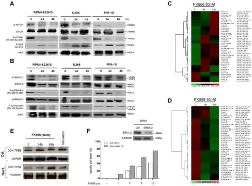 Figure 6. FK866 mediates autophagy by transcriptional-dependent and independent mechanisms. (A-B) RPMI-8226/S, MM-1S, and U266 cells were cultured with FK866 (0-10nM) for 24 to48 hours. Whole-cell lysates were subjected to immunoblotting using with the indicated antibodies. (C-D) Hierarchical clustering analysis of gene expression profiles of MM-1S cells treated with FK866 versus control. In panel C are shown autophagy-related genes (Pearson correlation 0.997 and 0.994 at 6 and 24 hours, respectively; P < .0001); in panel D MAPK-related genes (Pearson correlation .911 at 6 hours and .921 at 24 hours; P < .0001); fold change in the expression of FK866-treated cells relative to expression in untreated cells is shown by the intensity of induction (red) or suppression (green). The Gene expression data have been deposited in Gene Expression Omnibus (GEO; GSE35414) as reported in supplemental Methods. (E) U266 cells ectopically expressing a DDK-TFEB fusion protein were starved or treated with FK866 for 0 to 48 hours. Immunoblot analysis of DKK, GAPDH, and nucleolin was performed in nuclear/cytosolic extracts. (F) U266 cells were transfected with 200nM of siRNA ERK 1/2 or nontargeting siRNA. Two days later, cells were subjected to immunoblotting (top panel) or plated in 96-well plates and incubated with FK866 (0-10nM). The specific cell death was measured after 72 hours by PI staining and cytometry. A representative experiment is presented.