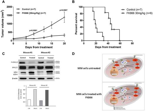Figure 7. In vivo antimyeloma efficacy of FK866. (A-B) MM.1S cells (3 × 106 in 100 μL of serum free RPMI-1640 medium) were implanted subcutaneously in CB17-SCID mice. After detection of tumor, mice were treated intraperitoneally with FK866 (30 mg/kg body weight) or vehicle twice a day for 4 days in 3 weeks. The treatment significantly inhibited MM tumor growth (P = .0061 in the first week and P = .0067 at the end of treatment) and increased survival (P = .0014) compared with control. Survival was evaluated from the first day of treatment until death using Kaplan-Meier curves. Error bars represent mean ± SD. (C) Tumor tissues from mice treated with vehicle or with FK866 were harvested; whole-tissue lysates were subjected to Western blotting using indicated antibodies. β-actin was used as loading control. Relative intensity of LC3 was calculated by normalizing the LC3-II intensity to β-actin using ImageJ Version 1.46 analysis software. (D) Schematic model of FK866-induced autophagy in MM cells. FK866 inhibits MAPK and induces nuclear translocation of TFEB, thereby up-regulating autophagy-related genes (transcriptional-dependent mechanism), as occurs in starvation conditions. In addition, FK866 directly inhibits PI3K/mTOR activity (nontranscriptional-dependent mechanism), thereby increasing autophagy in MM cells.