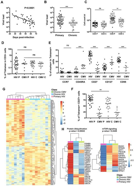 Figure 1. Phenotype of total CD8 T cells and HIV- and CMV-specific CD8 T cells during primary infection. (A) Inverse correlation between the viral load in primary HIV infection and days after infection in the studied cohort. (B) Viral load (copies/mL) in the primary and chronic studied cohorts. (C) CD4 and CD8 counts in the primary and chronic studied cohorts. (D) Percentage of HIV- or CMV-specific CD8 T cells tetramer+ in primary and chronic infection. No significant difference was observed between the percentage of HIV or CMV tetramer+ in primary infection (HIV P or CMV P) and the percentage of HIV or CMV tetramer+ in chronic infection (HIV C or CMV C). Diamonds and circles represent single specificities for HIV or CMV-tetramer+ cells, respectively; filled and open symbols represent tetramer+ cells during primary or chronic HIV infection, respectively. (E) Phenotypic analysis of HIV- and CMV-specific CD8 T cells in primary infection by multiparametric flow cytometry for the markers CCR7, CD45RA, CD27, CD127, and CD95. Diamonds and circles represent the percentage of each marker at the surface of HIV- or CMV-specific CD8 T cells, respectively. (F) Percentage of CD27 expression on HIV- or CMV-specific CD8 T cells in primary or chronic infection. HIV-specific CD8 T cells in primary infection (HIV P) express significantly higher levels of CD27 compared with HIV-specific CD8 T cells in chronic infection (HIV C) or CMV-specific CD8 T cells in primary (CMV P) or chronic infection (CMV C). (G) Heatmap of the 258 genes with P < .01 in supervised analysis between HIV-specific CD8 T cells in primary infection (pink) and HIV- and CMV-specific CD8 T cells in chronic infection (blue and green, respectively). Color scale represents the z-score of the expression value for each probe. (H) Heatmaps of genes significantly modulated between HIV-specific CD8 T cells in primary infection (pink) and HIV- and CMV-specific CD8 T cells in chronic infection (blue and green, respectively) in the protein ubiquitination and mTOR signaling pathways. Color scale represents the z-score of the mean expression value of each group for the genes significantly modulated within the pathways. **P < .005. ***P < .0005. ns indicates not significant.